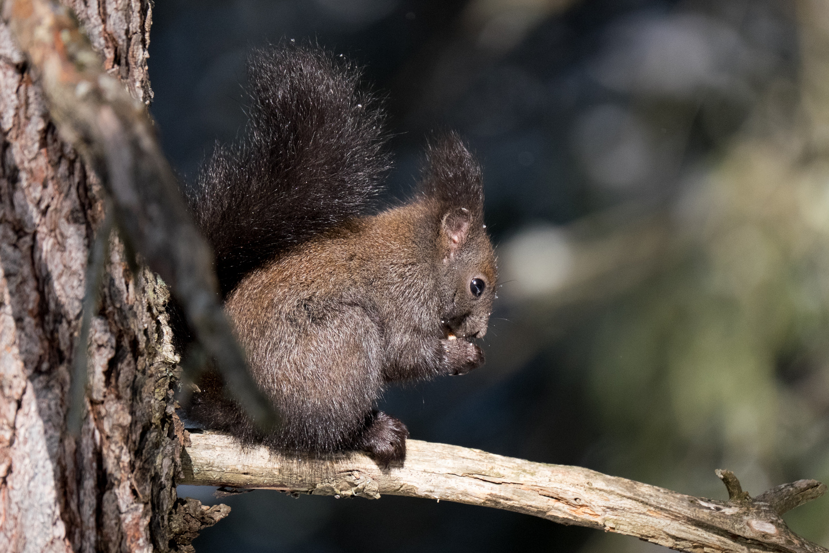 Schwarzes Eichhörnchen