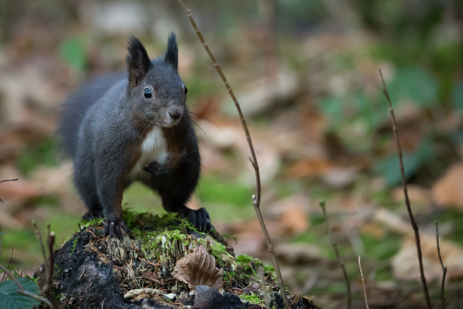 Schwarzes Eichhörnchen bei der Nahrungssuche