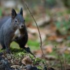 Schwarzes Eichhörnchen bei der Nahrungssuche