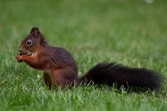 schwarzes Eichhörnchen beim Schmaus