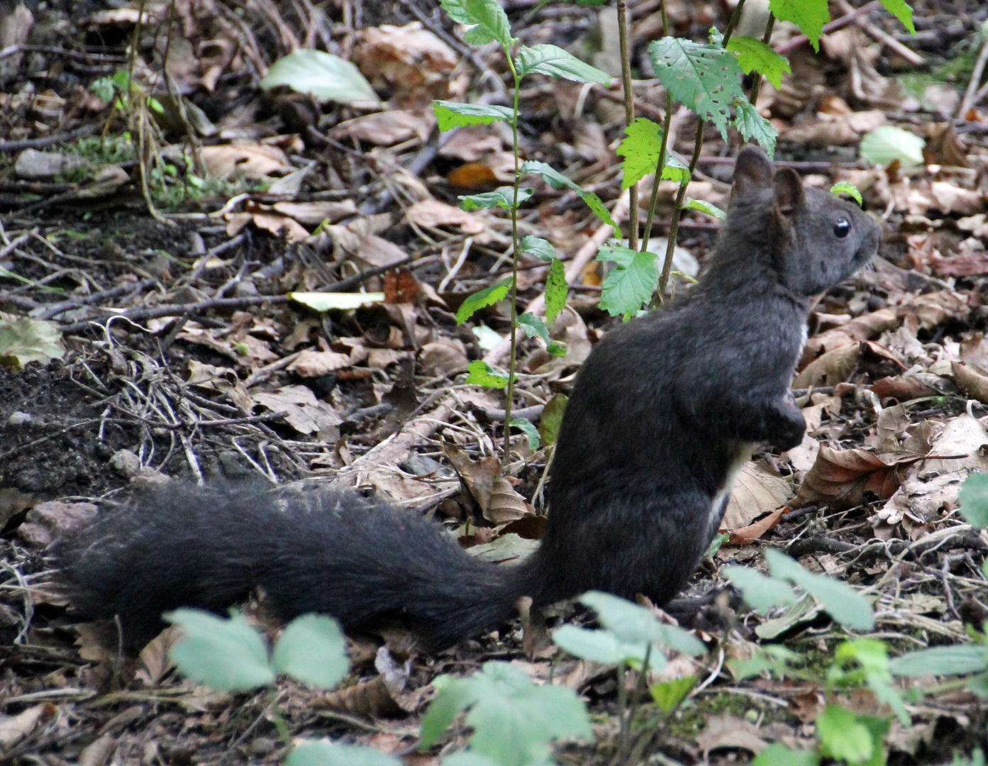 Schwarzes Eichhörnchen