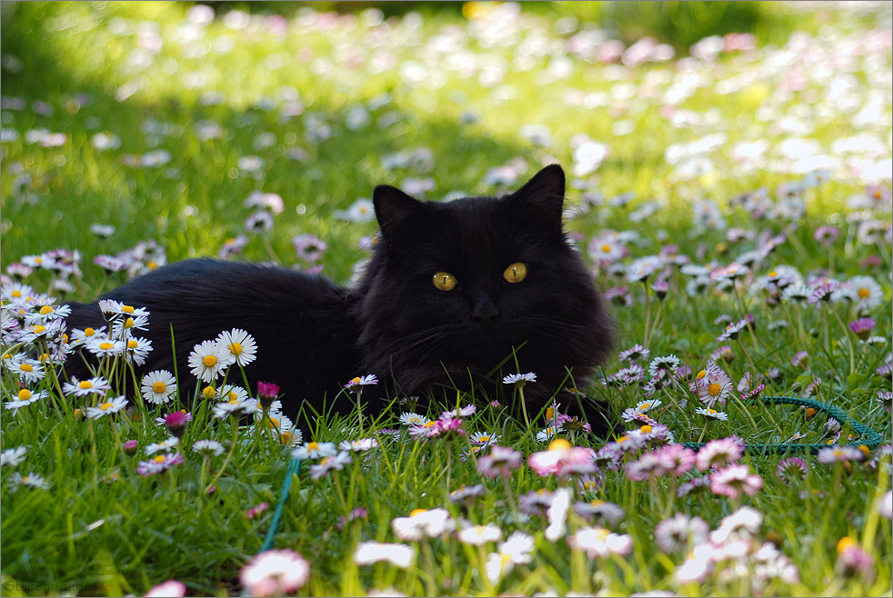 Schwarzes Fellknäul auf Gänseblümchen