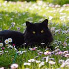 Schwarzes Fellknäul auf Gänseblümchen