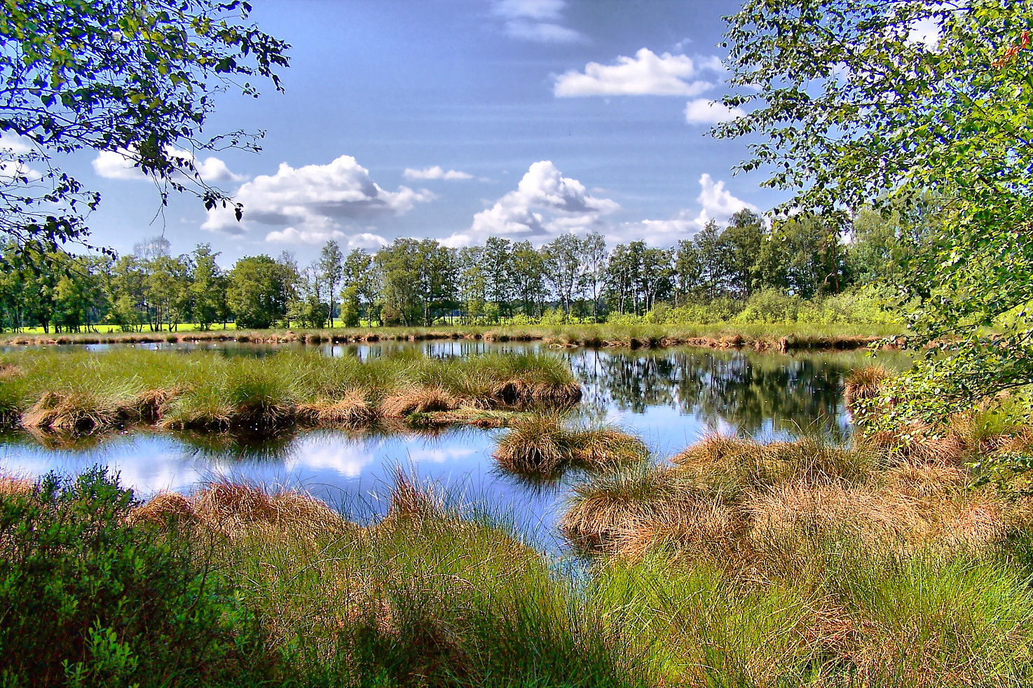 Schwarzes Flath, Moor im Kreis Rotenburg/Wümme Foto & Bild