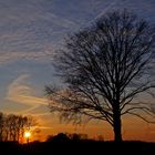 Schwarzes Geäst blickt der Nacht entgegen