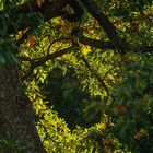 Schwarzes (Herbst)Loch gefunden