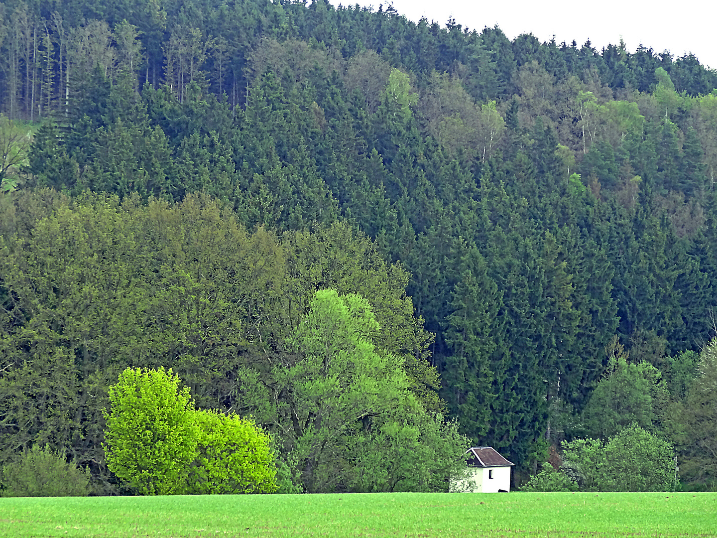 Schwarzes Holz in Plauen