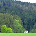 Schwarzes Holz in Plauen