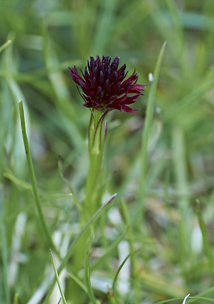 Schwarzes Kohlröschen (Nigritella nigra)