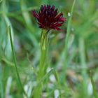 Schwarzes Kohlröschen (Nigritella nigra)