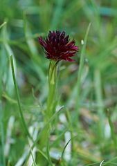 Schwarzes Kohlröschen (Nigritella nigra)