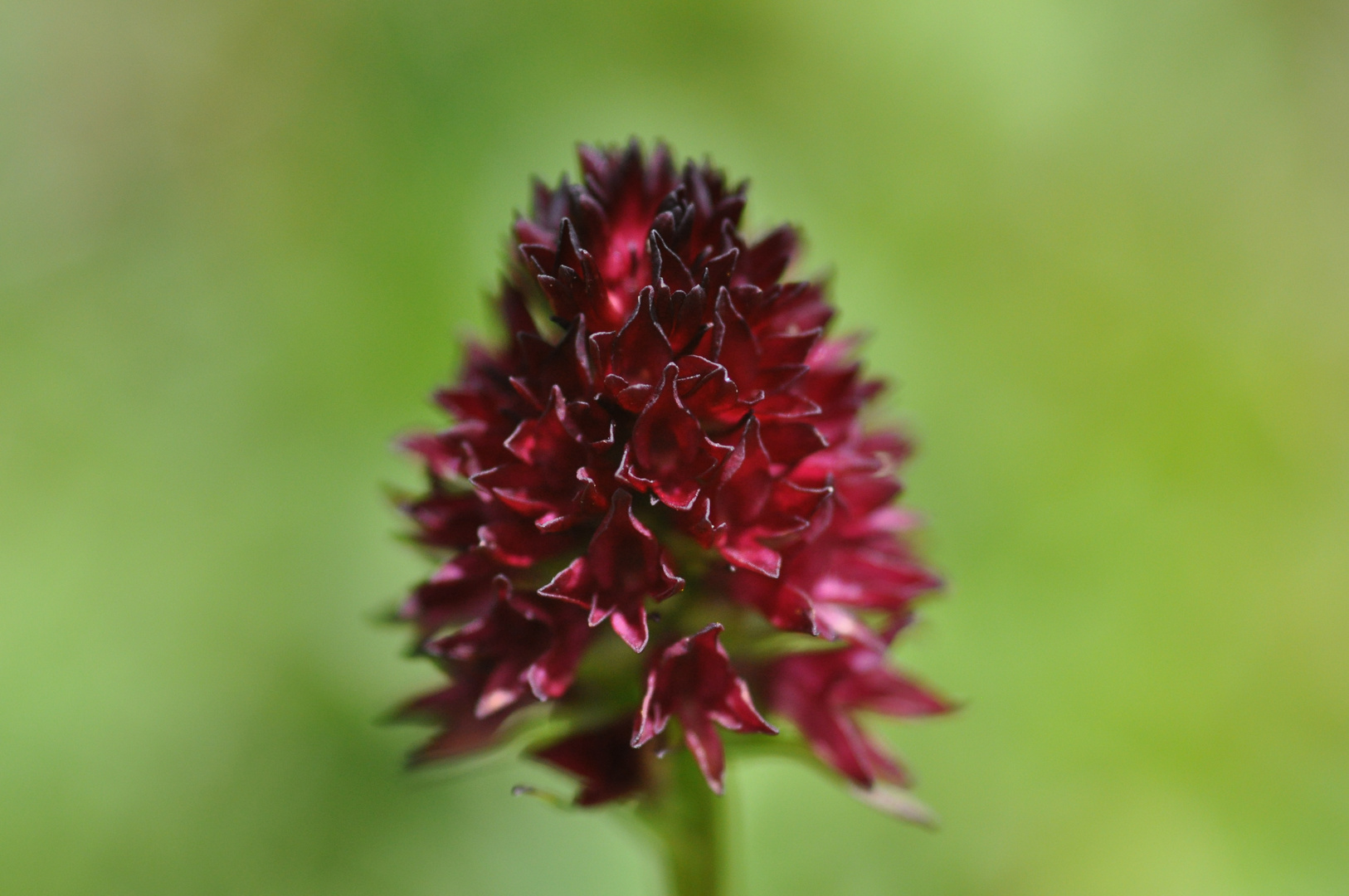 Schwarzes Kohlrößchen, Nigritella nigra