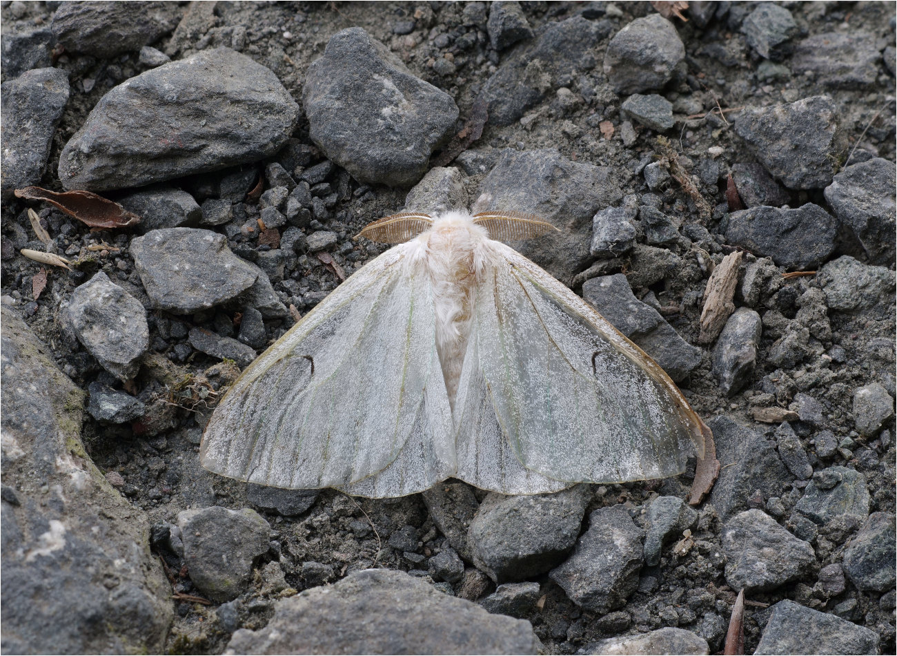 Schwarzes L (Arctornis l-nigrum)