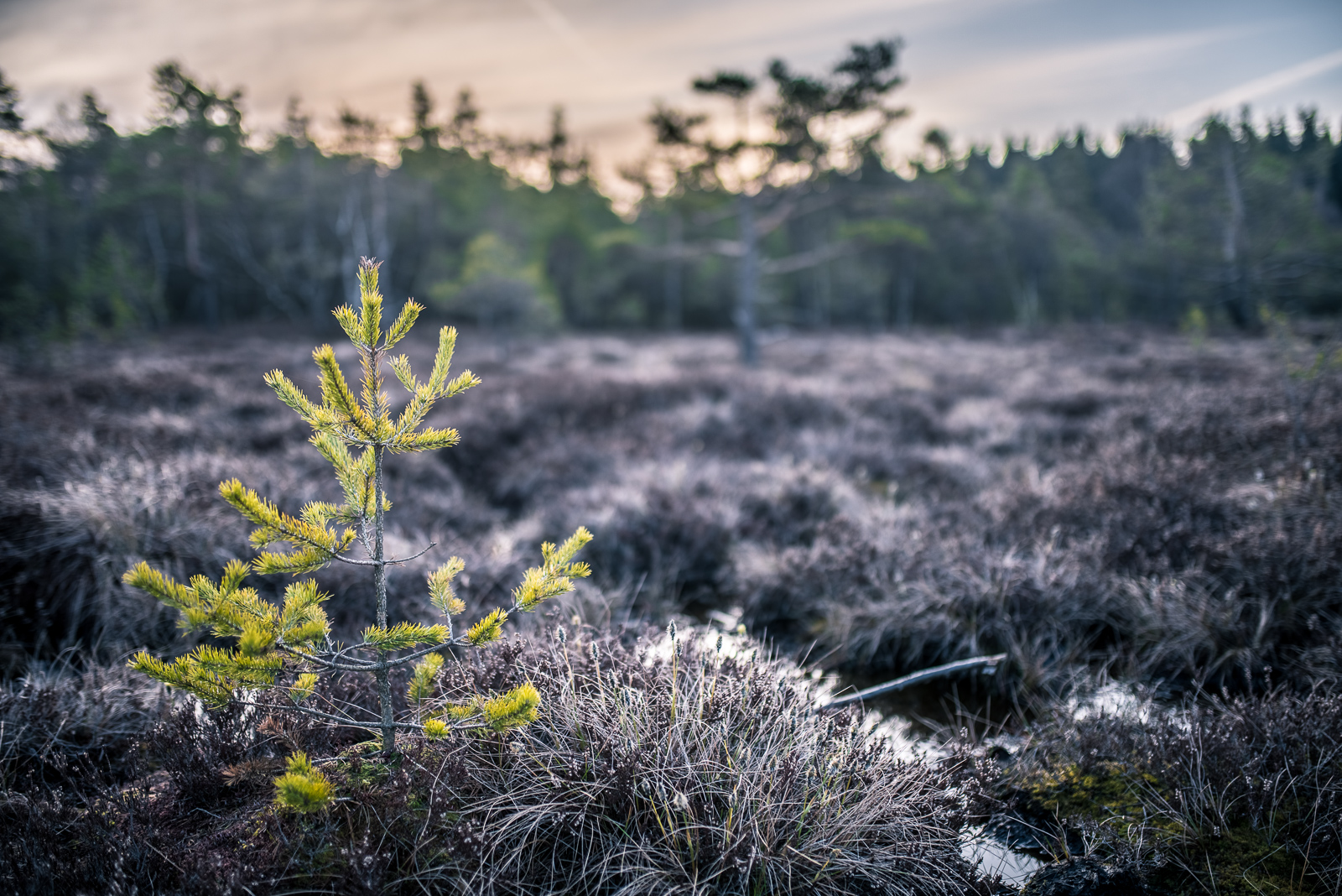 Schwarzes Moor