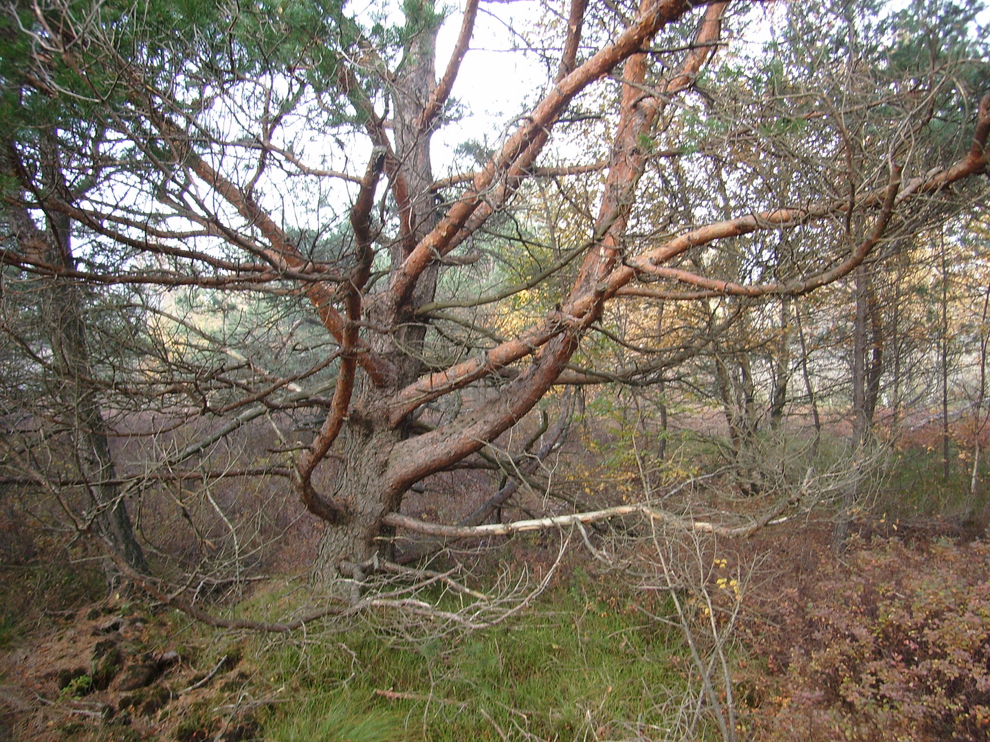 Schwarzes Moor:... Bizarrer Baumwuchs in der Randzone