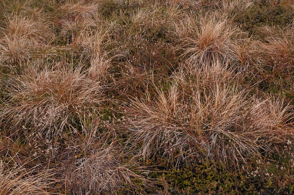 Schwarzes Moor: Da muss noch viel mehr Wasser rein 02