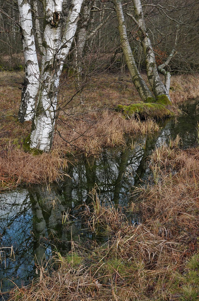 Schwarzes Moor: Da muss noch viel mehr Wasser rein 03