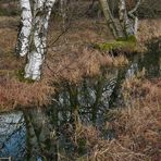 Schwarzes Moor: Da muss noch viel mehr Wasser rein 03