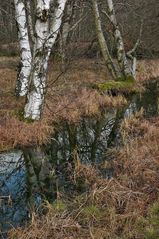 Schwarzes Moor: Da muss noch viel mehr Wasser rein 03
