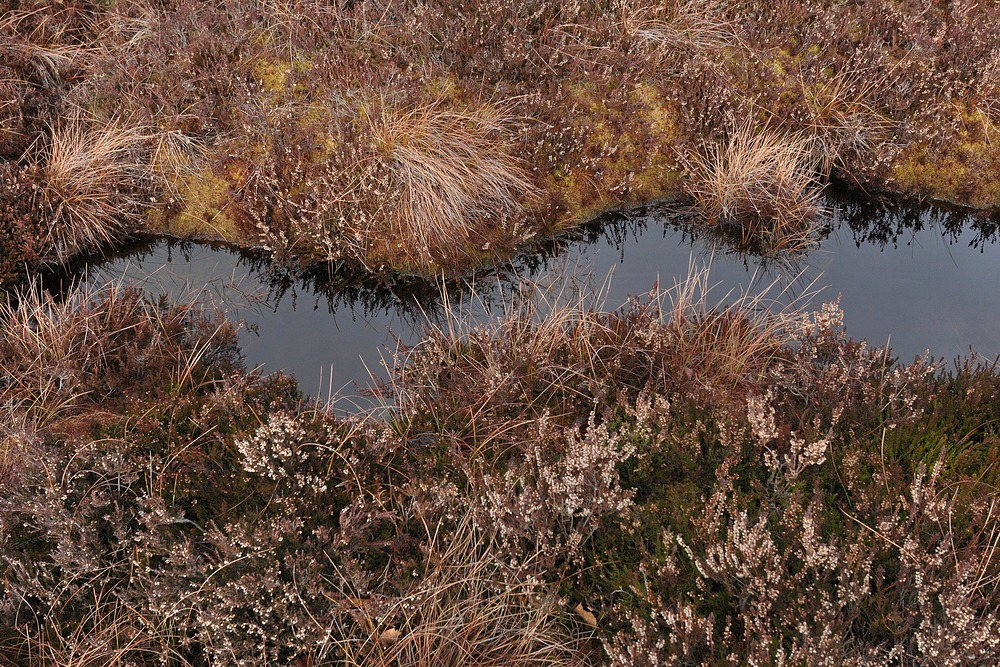 Schwarzes Moor: Da muss noch viel mehr Wasser rein 05