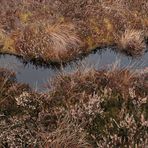 Schwarzes Moor: Da muss noch viel mehr Wasser rein 05