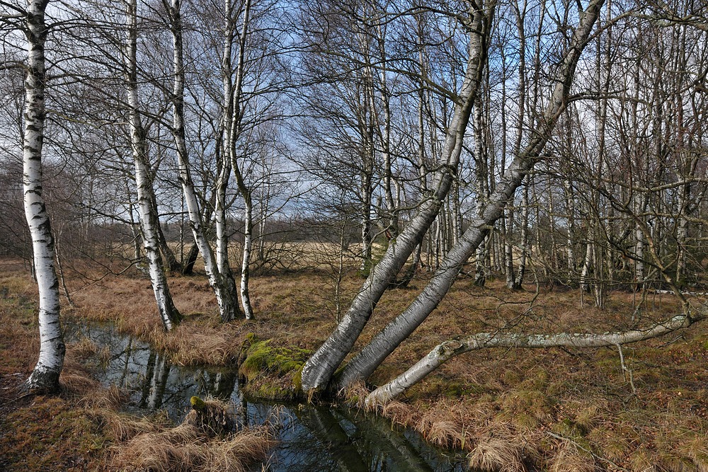 Schwarzes Moor: Da muss noch viel mehr Wasser rein 07