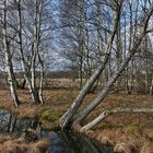 Schwarzes Moor: Da muss noch viel mehr Wasser rein 07