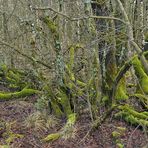 Schwarzes Moor: Da muss noch viel mehr Wasser rein 08