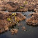 Schwarzes Moor: Da muss noch viel mehr Wasser rein 09