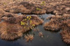 Schwarzes Moor: Da muss noch viel mehr Wasser rein 09