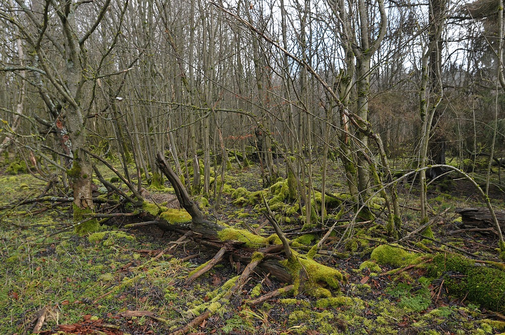 Schwarzes Moor: Da muss noch viel mehr Wasser rein 10