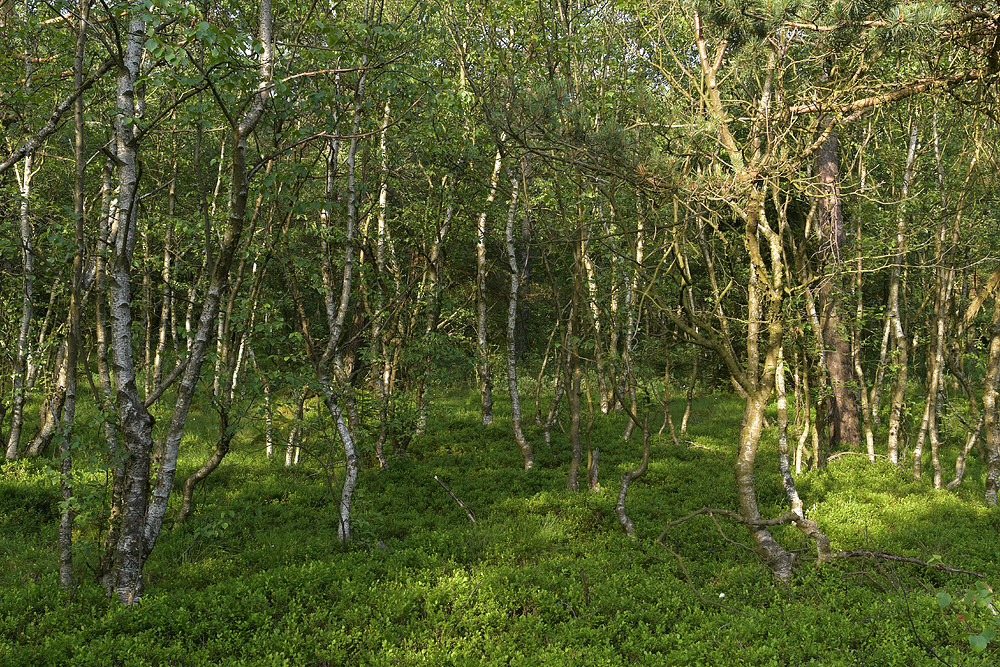 Schwarzes Moor: Die Moorbirken