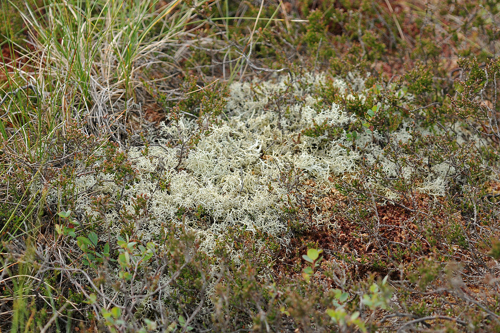 Schwarzes Moor: Flechten