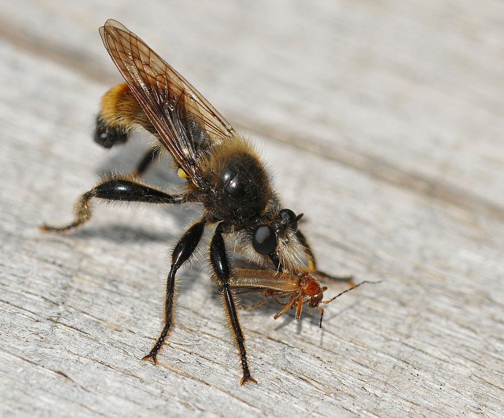 Schwarzes Moor: (Gelbe) Raubfliegen – Mahlzeit