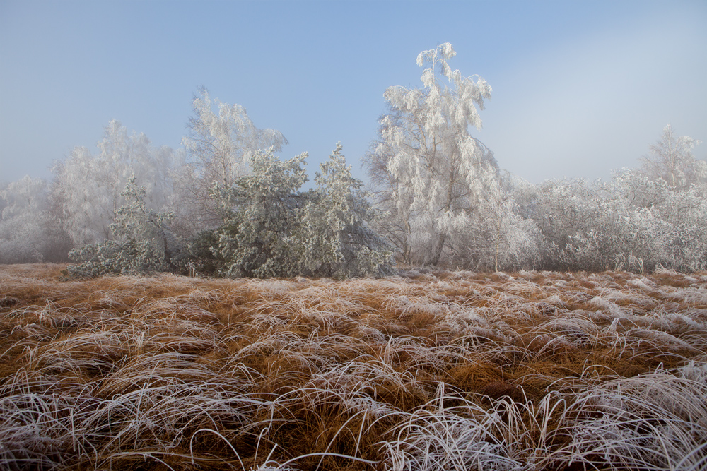 schwarzes Moor im November