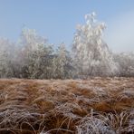 schwarzes Moor im November