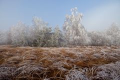 schwarzes Moor im November