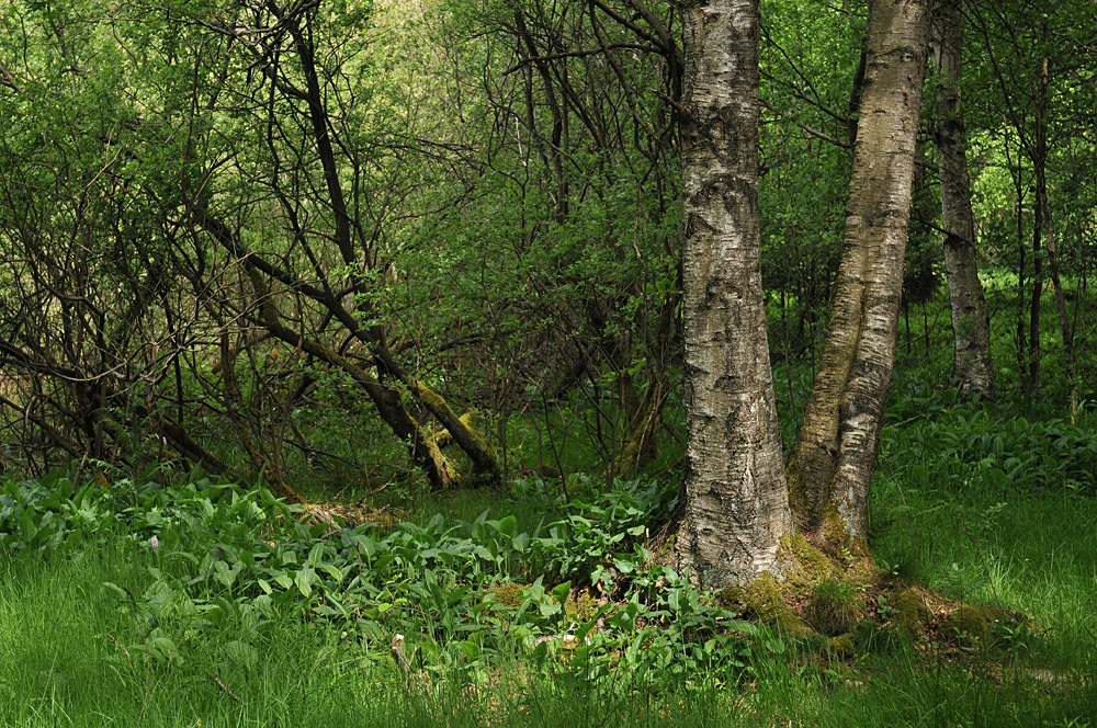 Schwarzes Moor: Moor – Birken, im Licht noch schöner