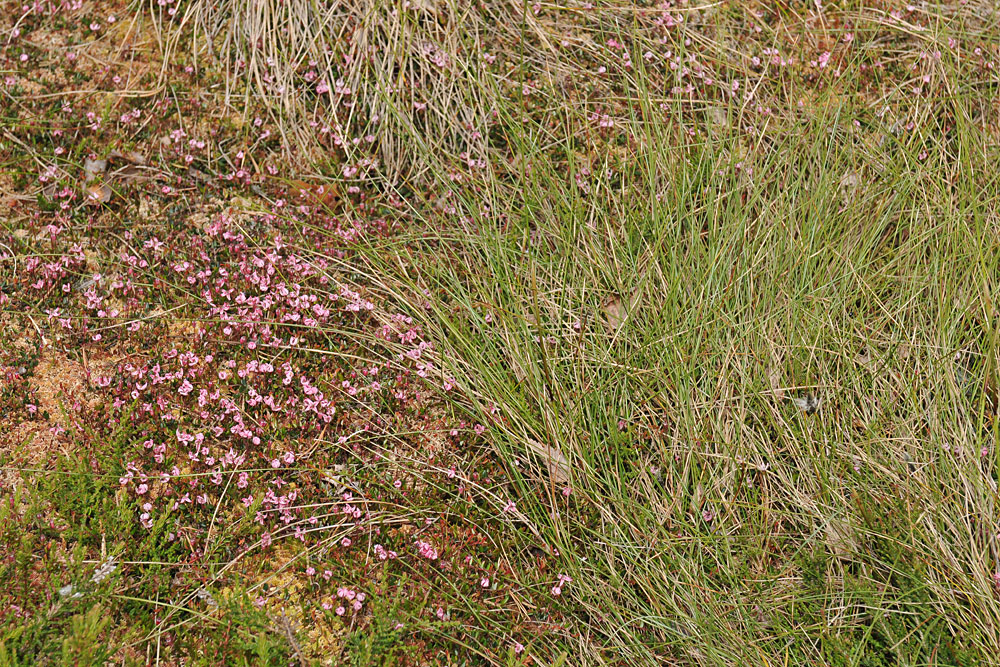 Schwarzes Moor: Moosbeeren – Blüten