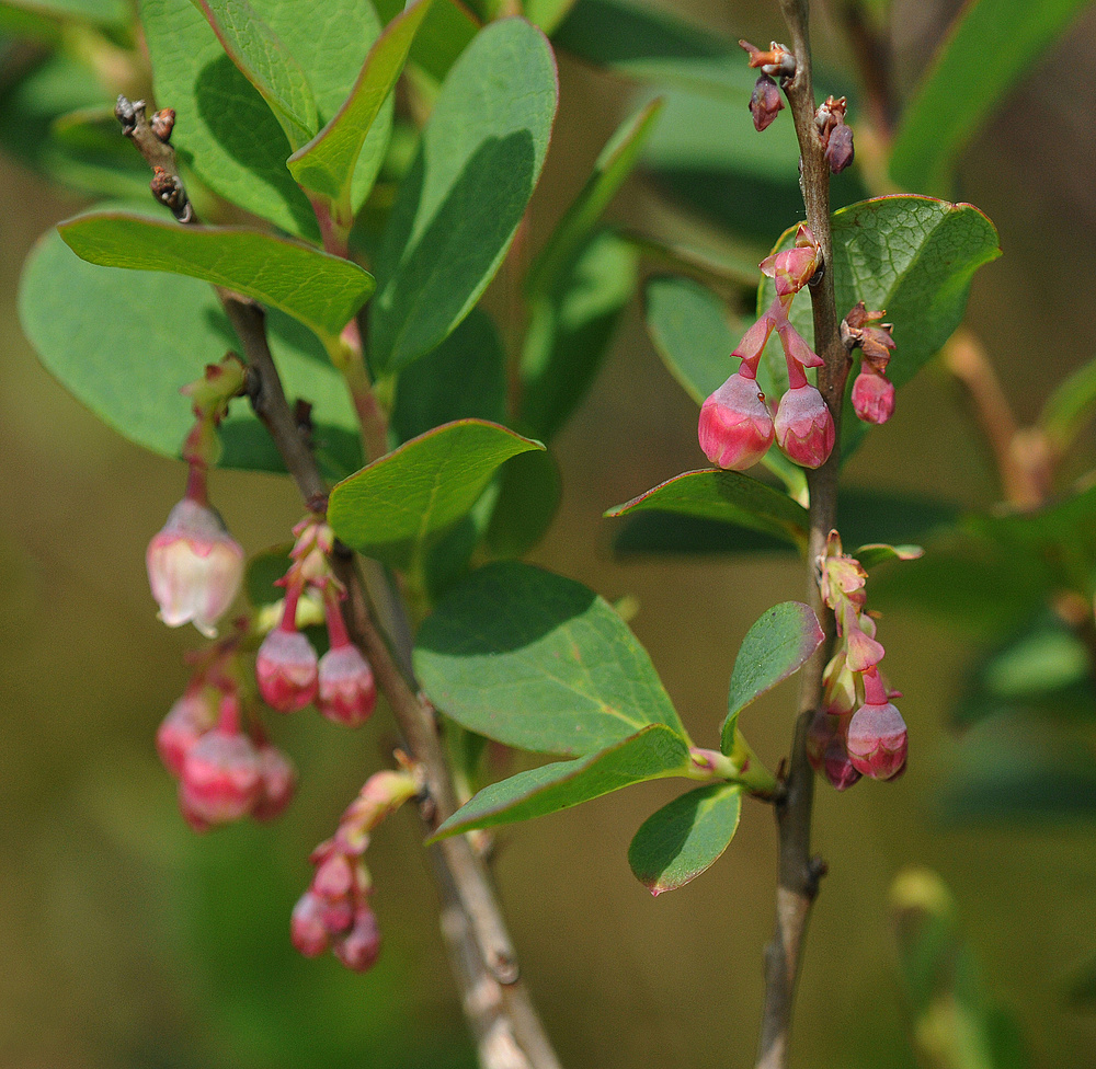 Schwarzes Moor: Rauschbeeren – Blüten