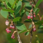 Schwarzes Moor: Rauschbeeren – Blüten