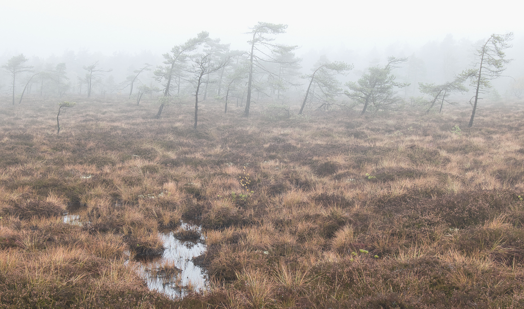 Schwarzes Moor (Rhön 2)