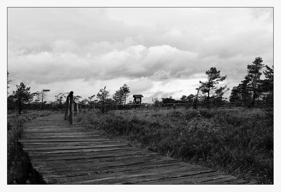 Schwarzes Moor / Rhön (3)