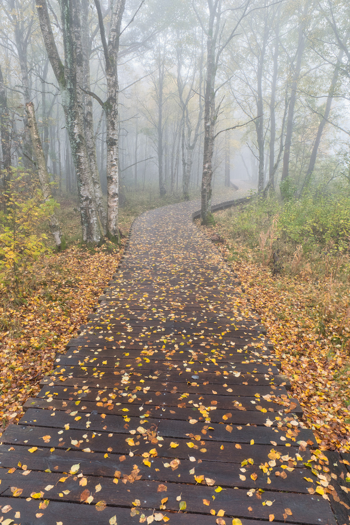 Schwarzes Moor (Rhön 3)