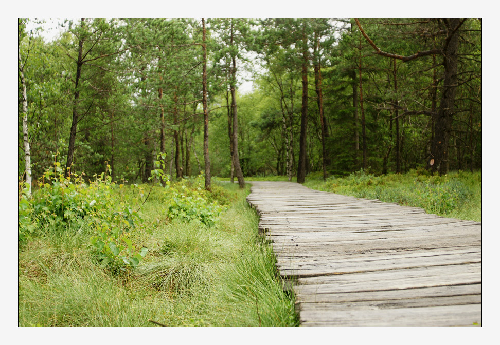 Schwarzes Moor / Rhön (4)