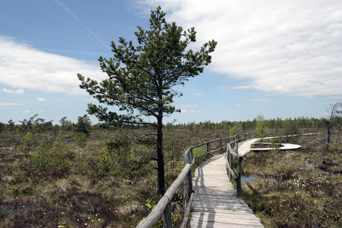 Schwarzes Moor (Rhön)