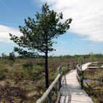 Schwarzes Moor (Rhön)