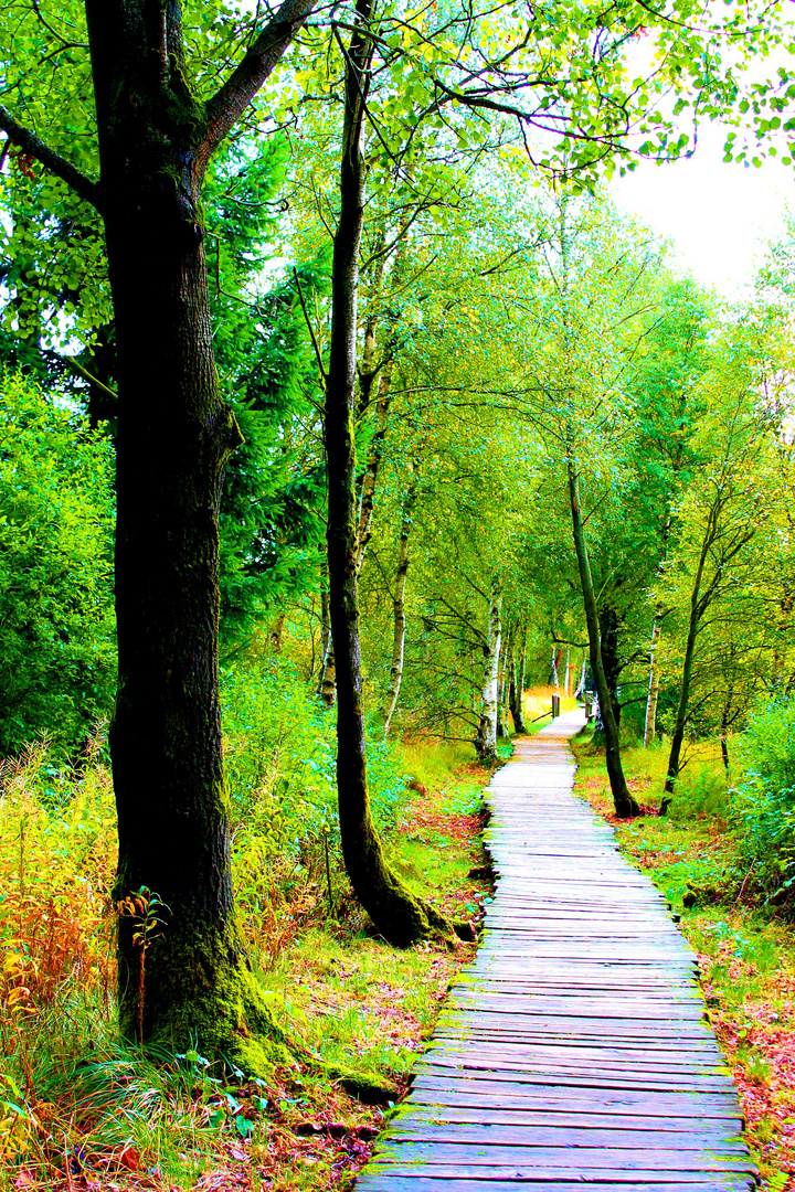 Schwarzes Moor Rhön