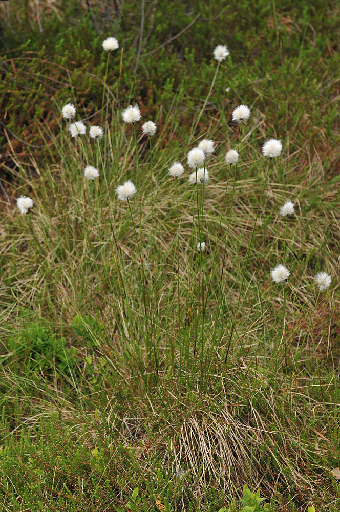 Schwarzes Moor: Scheiden – Wollgras, immer im Wind