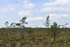 Schwarzes Moor: Von Klima und Wetter geprägt